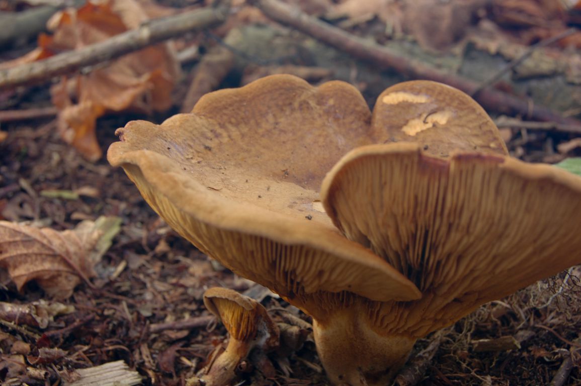 Ik denk aan een tolzwam klopt dit?